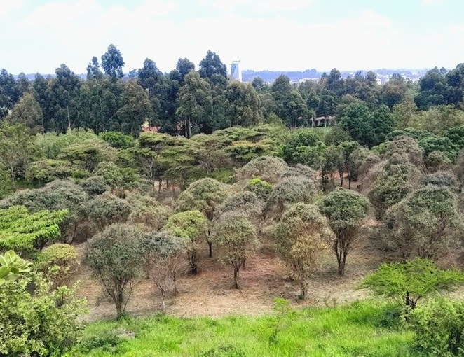 Eldoret Arboretum（埃尔多雷特树木园）